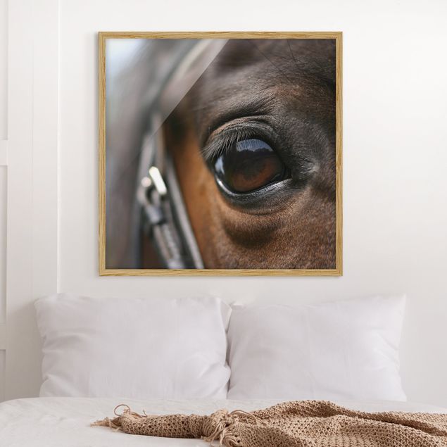 Affiches encadrées animaux Horse Eye No.3