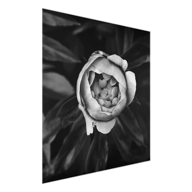 Tableaux en verre fleurs Pivoine et feuilles noir et blanc