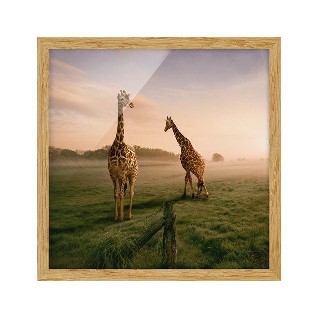 Tableaux encadrés paysage Surreal Giraffes