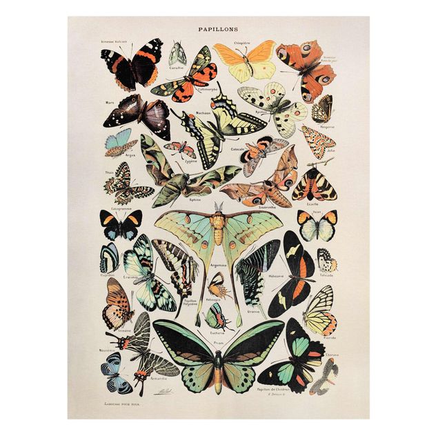 Tableau style vintage Tableau Vintage Papillons et phalènes