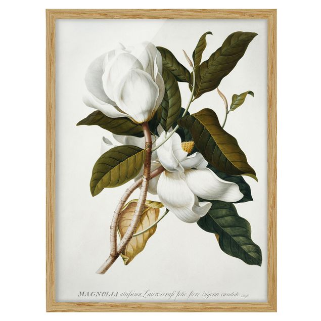 Tableaux modernes Georg Dionysius Ehret - Magnolia