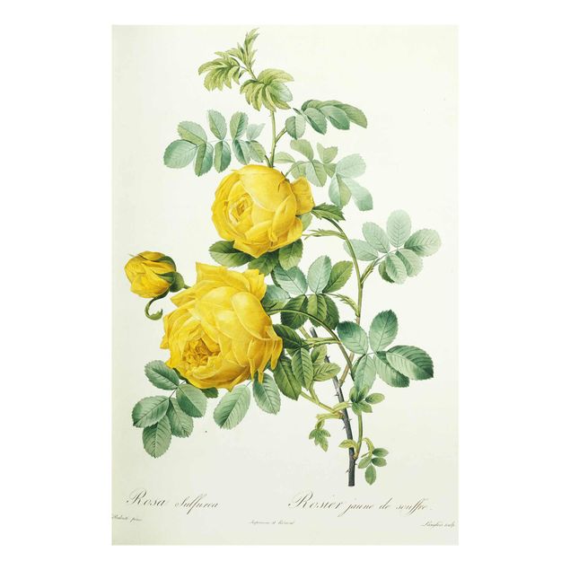 Tableaux en verre fleurs Pierre Joseph Redoute - Sulfurea Rose