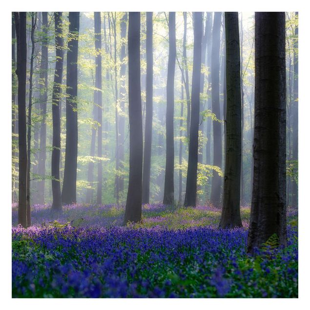 papier peint xxl Journée de printemps dans la forêt