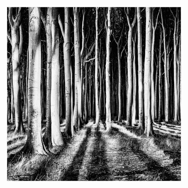 Papier peint - Spooky Forest