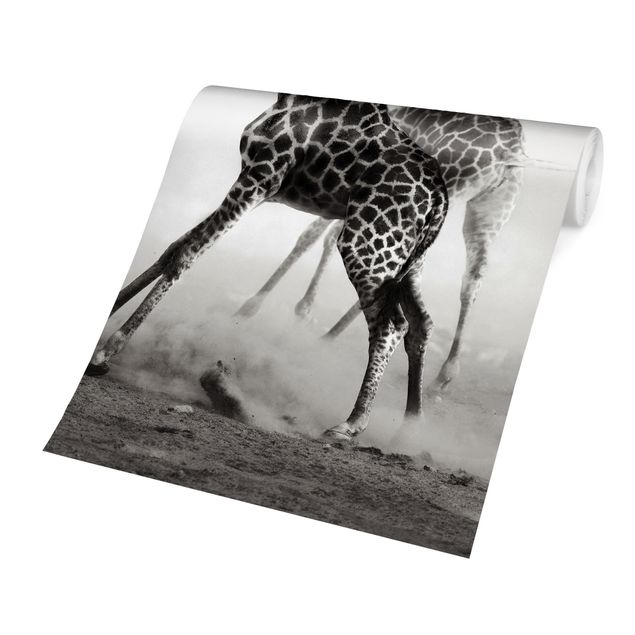 Papier peint panoramique noir et blanc Girafes à la chasse