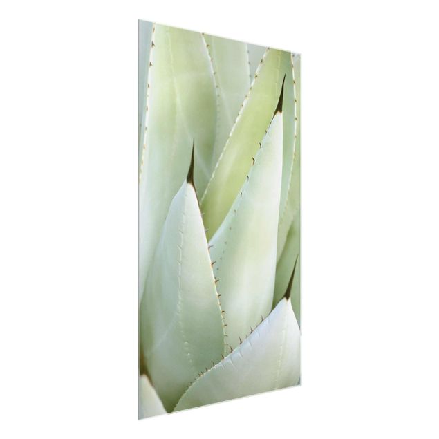 tableaux floraux Aloe
