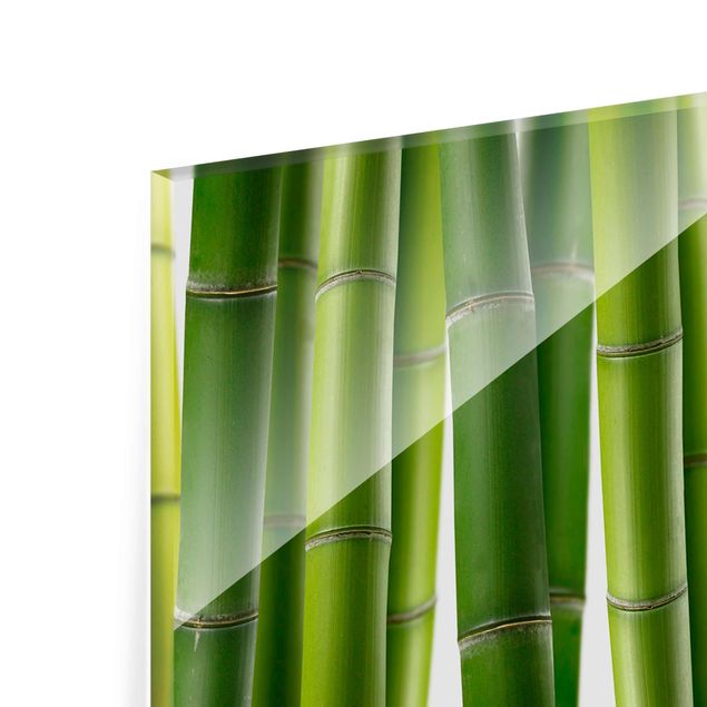 Tableaux Plantes de bambou