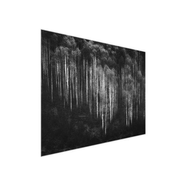 Tableaux en verre noir et blanc Forêt de bouleaux à Aspen