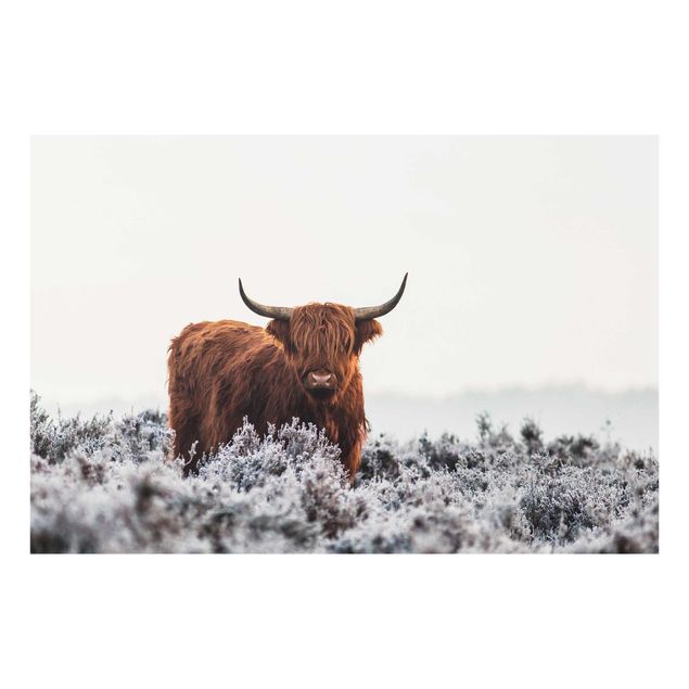 Tableaux Bison dans les Highlands