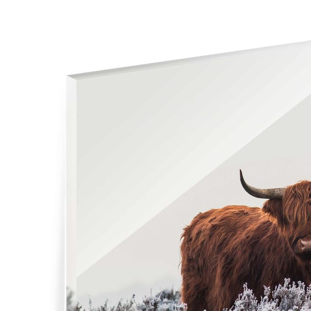 Tableau en verre - Bison In The Highlands