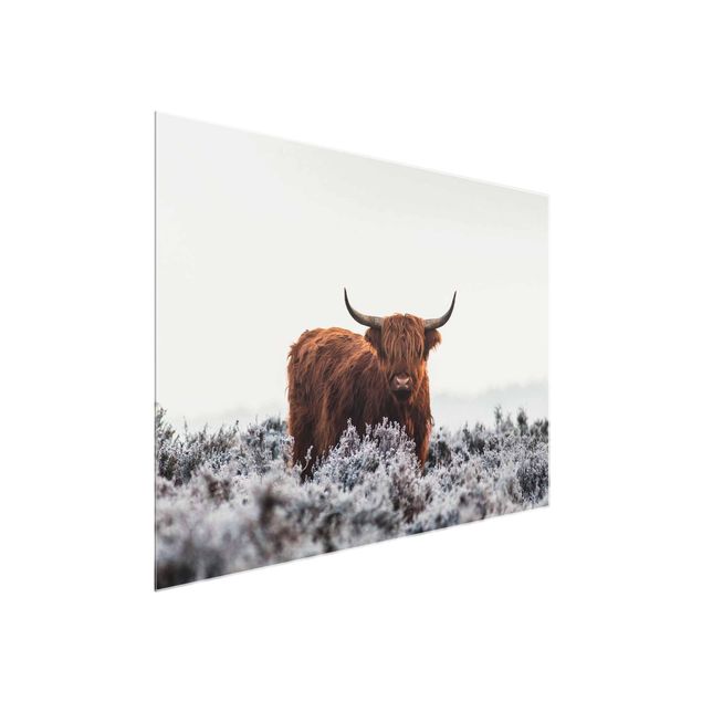 Tableau en verre animaux Bison dans les Highlands