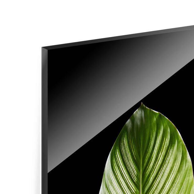 Tableau en verre - Leaf Calathea Ornata On Black 03