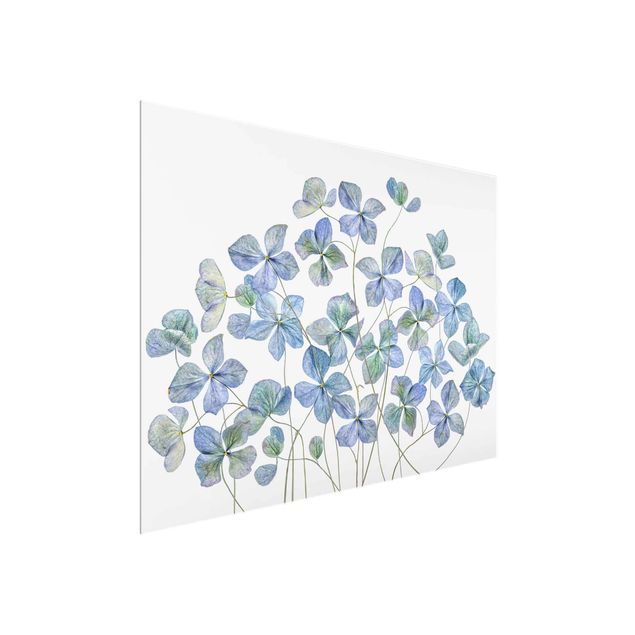 tableaux floraux Fleurs d'hortensia bleues