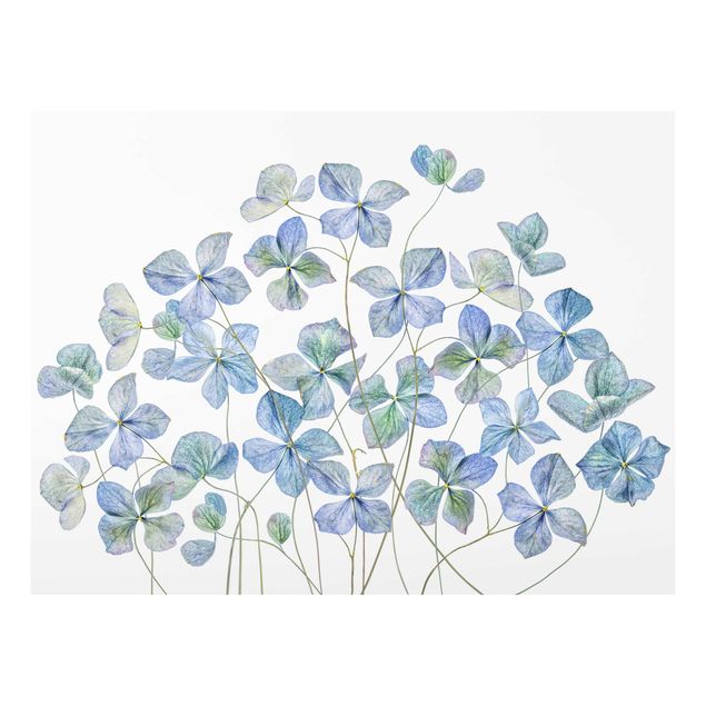 Tableau deco bleu Fleurs d'hortensia bleues