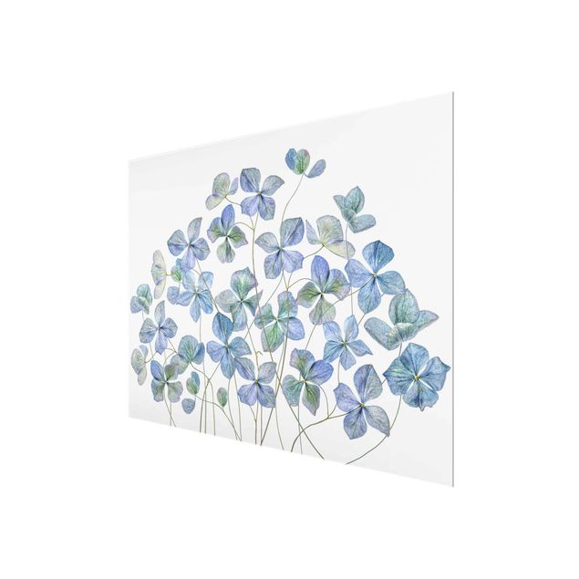 Tableaux muraux Fleurs d'hortensia bleues