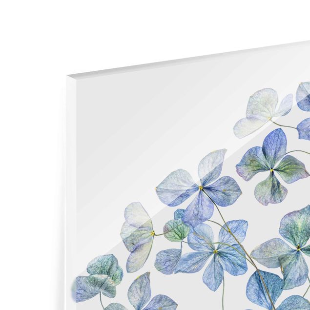 Tableaux en verre magnétique Fleurs d'hortensia bleues