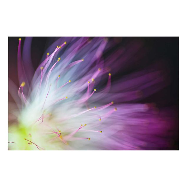 Tableaux lilas Pollen