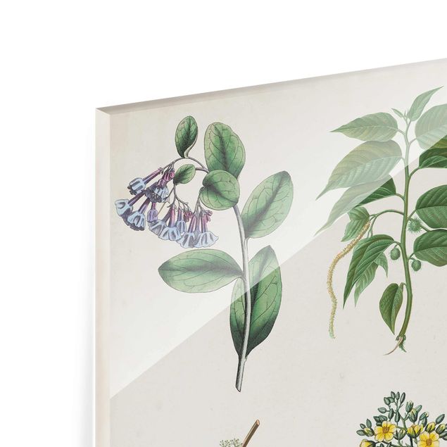 Tableaux en verre magnétique Poster botanique I
