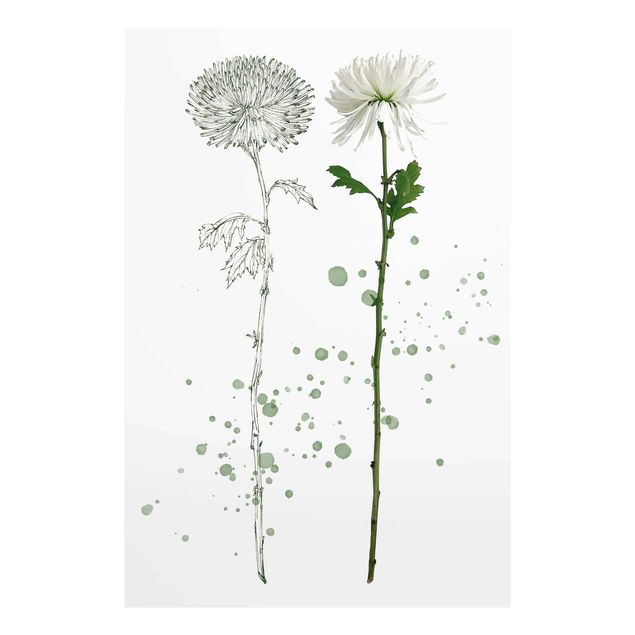 Tableaux fleurs Botanique à l'aquarelle - Pissenlit