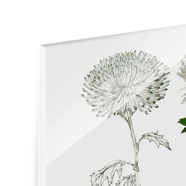 Tableaux en verre magnétique Botanique à l'aquarelle - Pissenlit