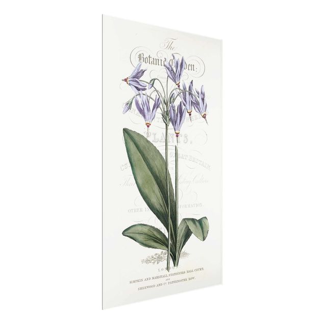 Tableaux fleurs Tableau Botanique - Étoile filante