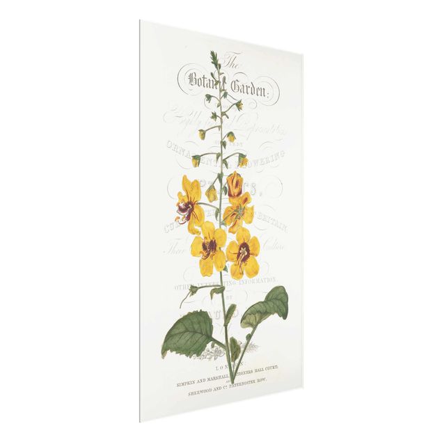 Tableau fleurs Tableau Botanique - Molène
