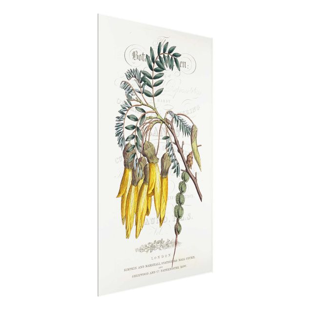 Tableaux fleurs Tableau Botanique - Sophora du Japon