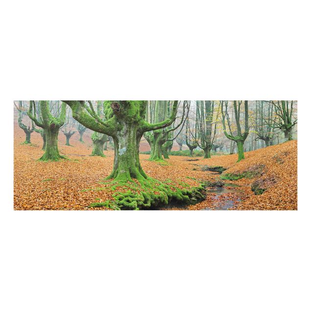 Tableau deco nature Forêt de hêtres dans le parc naturel de Gorbea en Espagne