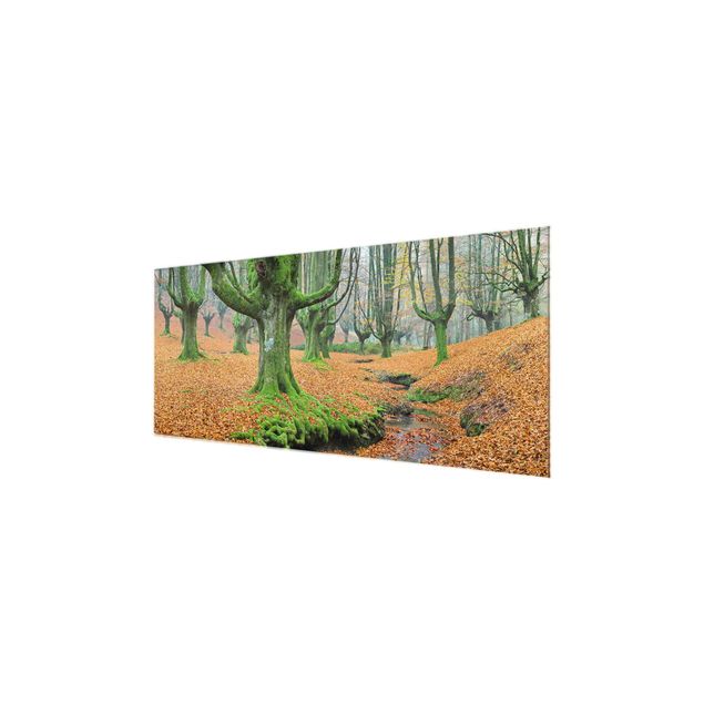 Tableau verre paysage Forêt de hêtres dans le parc naturel de Gorbea en Espagne