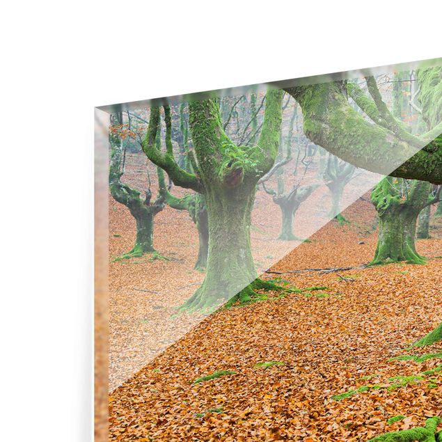 Tableaux de Rainer Mirau Forêt de hêtres dans le parc naturel de Gorbea en Espagne
