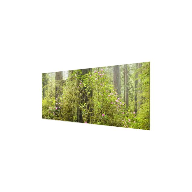 Tableau verre paysage Parc d'État des séquoias de la côte Del Norte Californie
