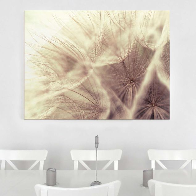 Tableaux en verre fleurs Macro photo détaillée d'un pissenlit avec effet de flou vintage