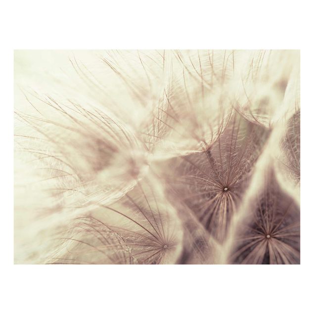 Tableaux fleurs Macro photo détaillée d'un pissenlit avec effet de flou vintage