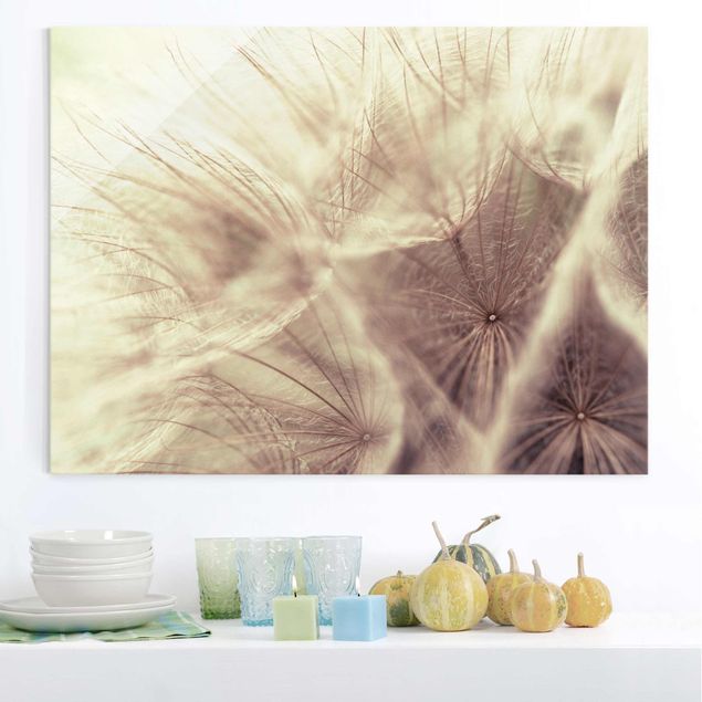 Tableaux en verre aigrette de pissenlit Detailed Dandelion Macro Shot With Vintage Blur Effect