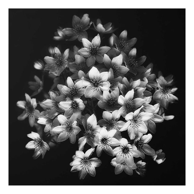 Tableaux noir et blanc Bouquet de clématites foncé