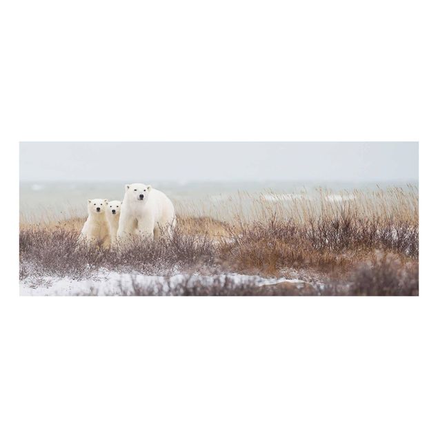 Tableau verre animaux Ours polaire et ses petits