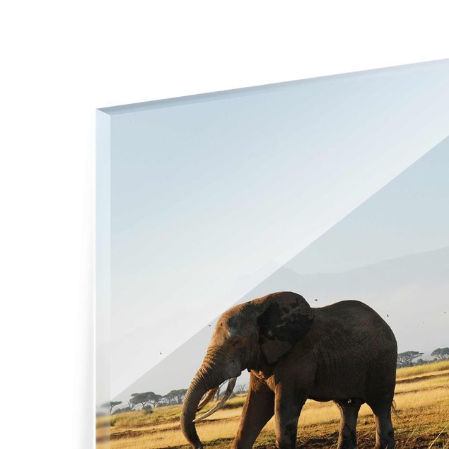 Tableaux en verre magnétique Eléphants devant le Kilimandjaro au Kenya