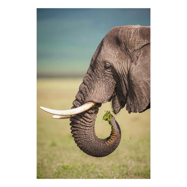 Tableau animaux afrique Nourrir des éléphants en Afrique