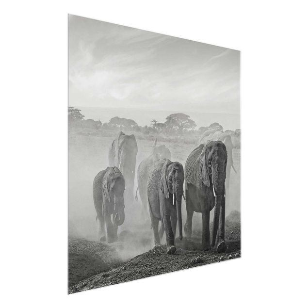 Tableaux en verre noir et blanc Troupeau d'éléphants