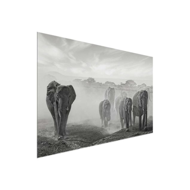 Tableaux en verre noir et blanc Troupeau d'éléphants