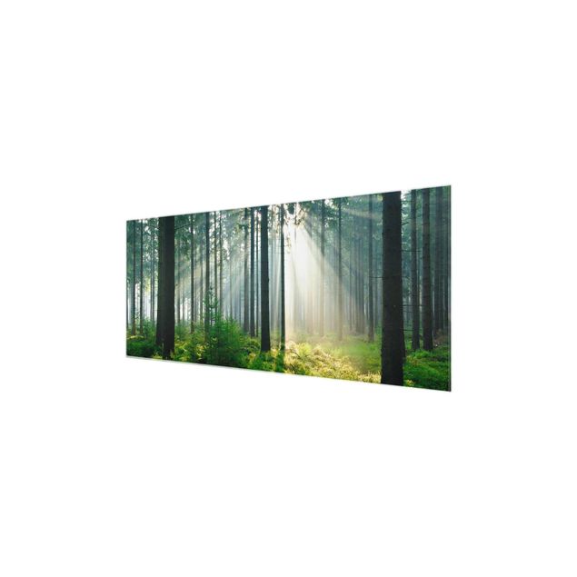 Tableau verre paysage Forêt éclairée
