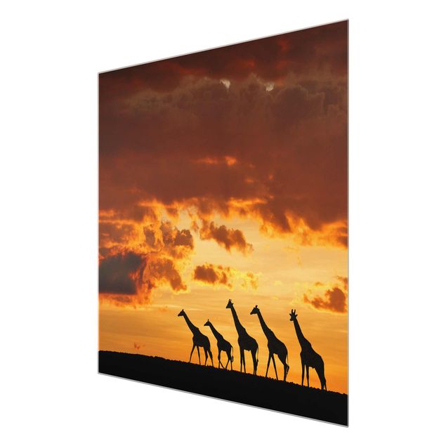 Tableau nature Cinq Girafes