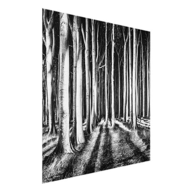 Tableaux en verre noir et blanc Forêt effrayante