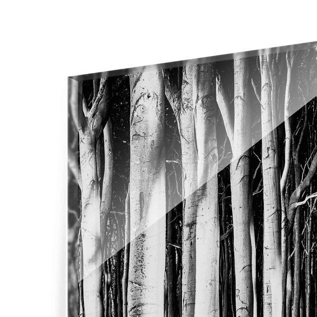 Tableaux noir et blanc Forêt effrayante