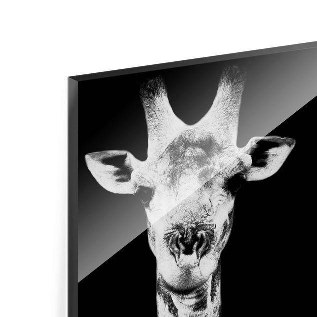 Tableaux en verre magnétique Duo de girafes noir et blanc