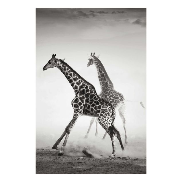 Tableaux animaux Girafes à la chasse