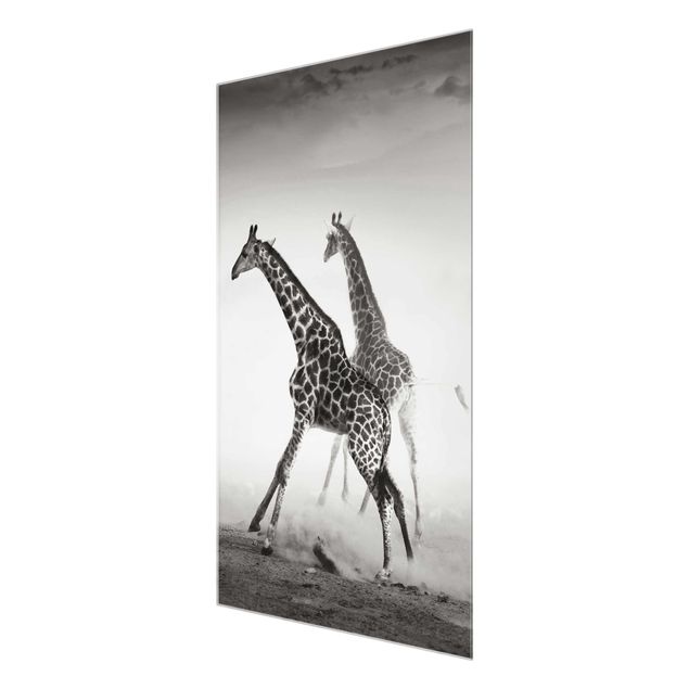 Tableaux noir et blanc Girafes à la chasse