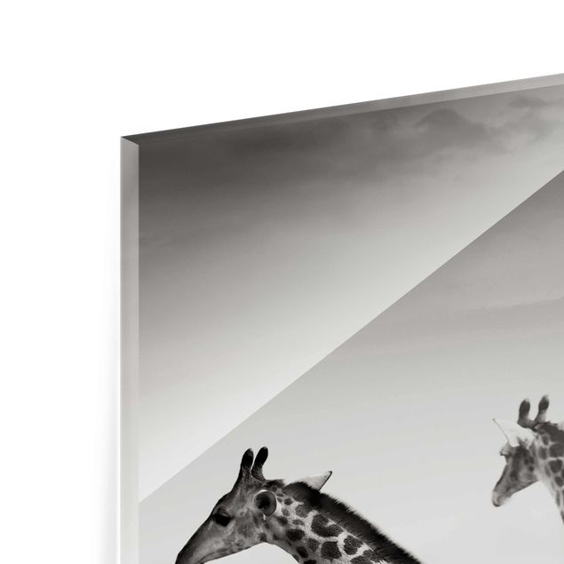 Tableaux en verre magnétique Girafes à la chasse