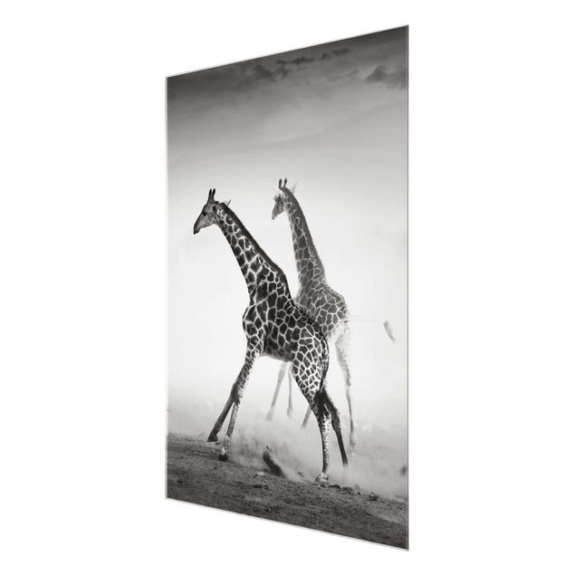 Tableaux noir et blanc Girafes à la chasse