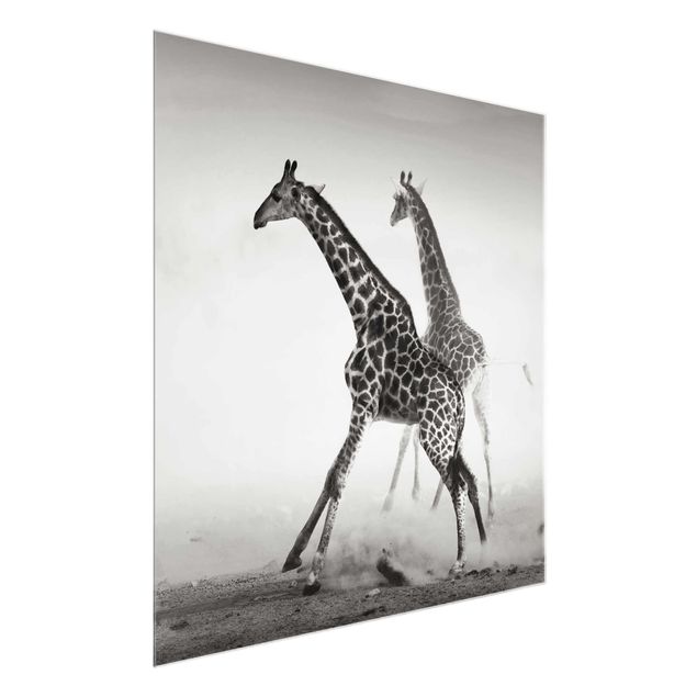 Tableaux modernes Girafes à la chasse